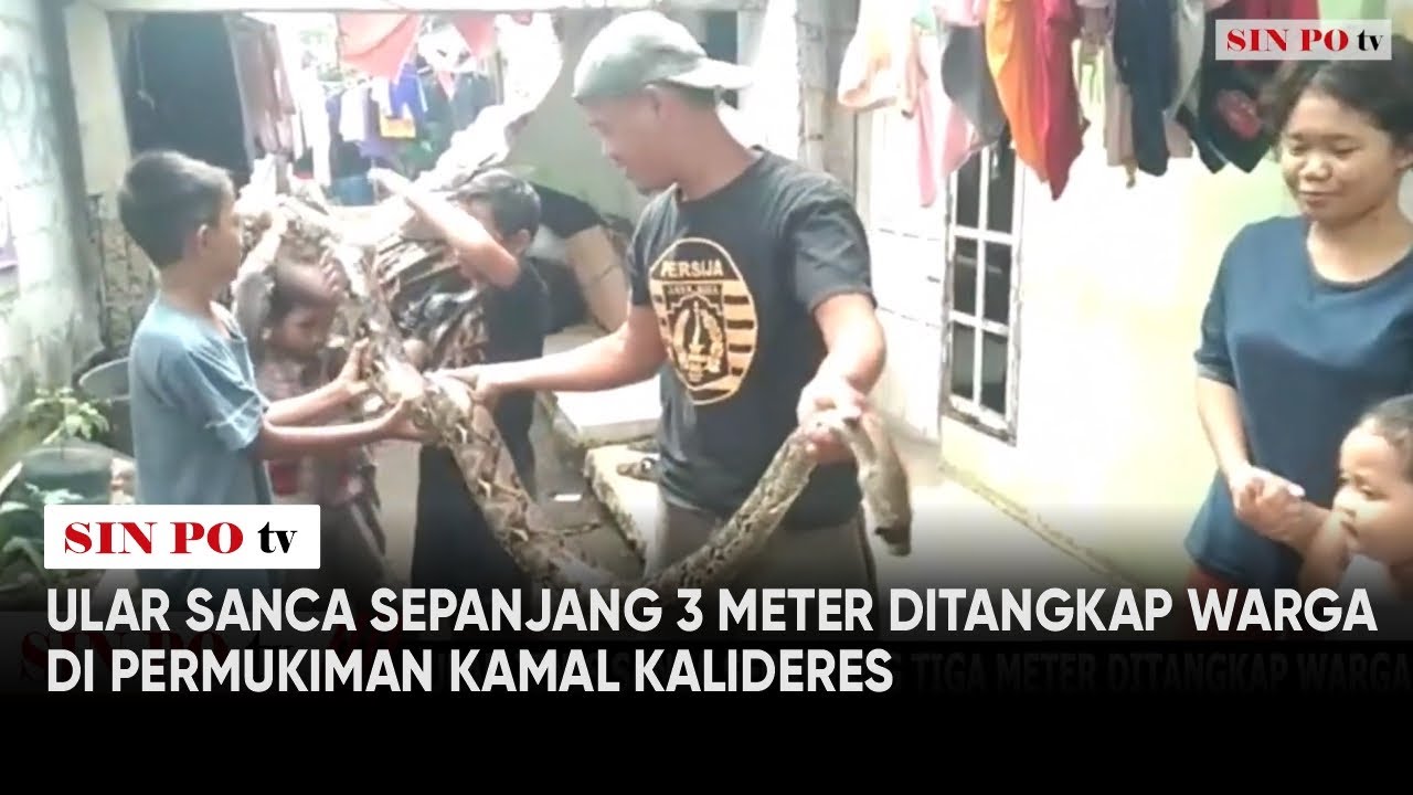 Ular Sanca Sepanjang 3 Meter Ditangkap Warga di Permukiman Kamal Kalideres