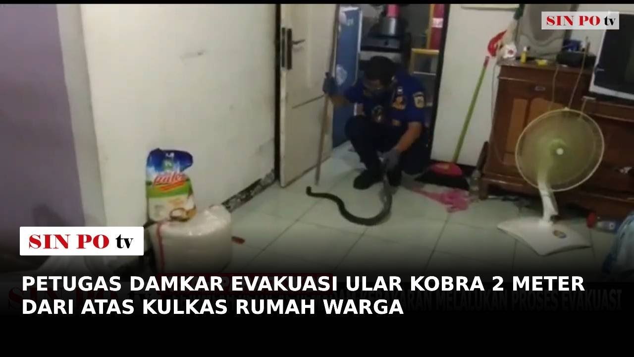 Petugas Damkar Evakuasi Ular Kobra 2 Meter dari Atas Kulkas Rumah Warga