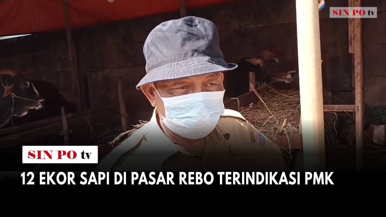 12 Ekor Sapi Di Pasar Rebo Terindikasi PMK