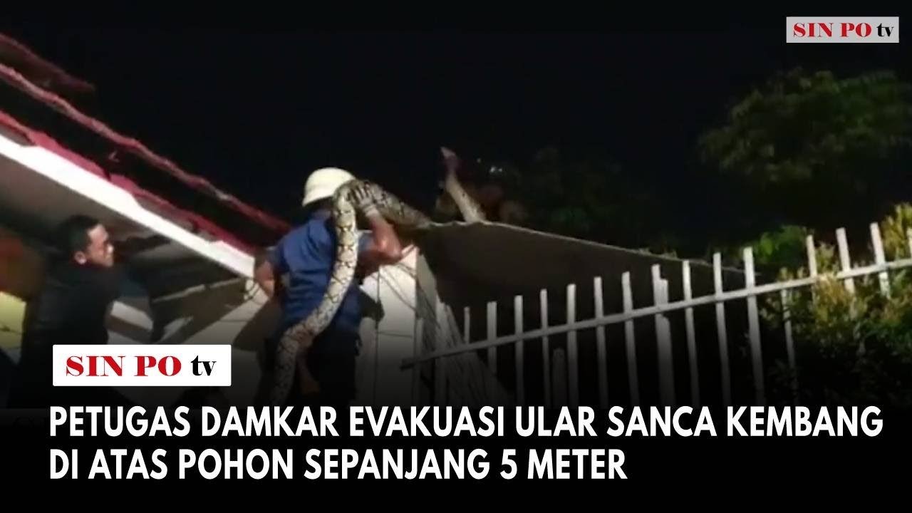 Petugas Damkar Evakuasi Ular Sanca Kembang Di Atas Pohon Sepanjang 5 Meter