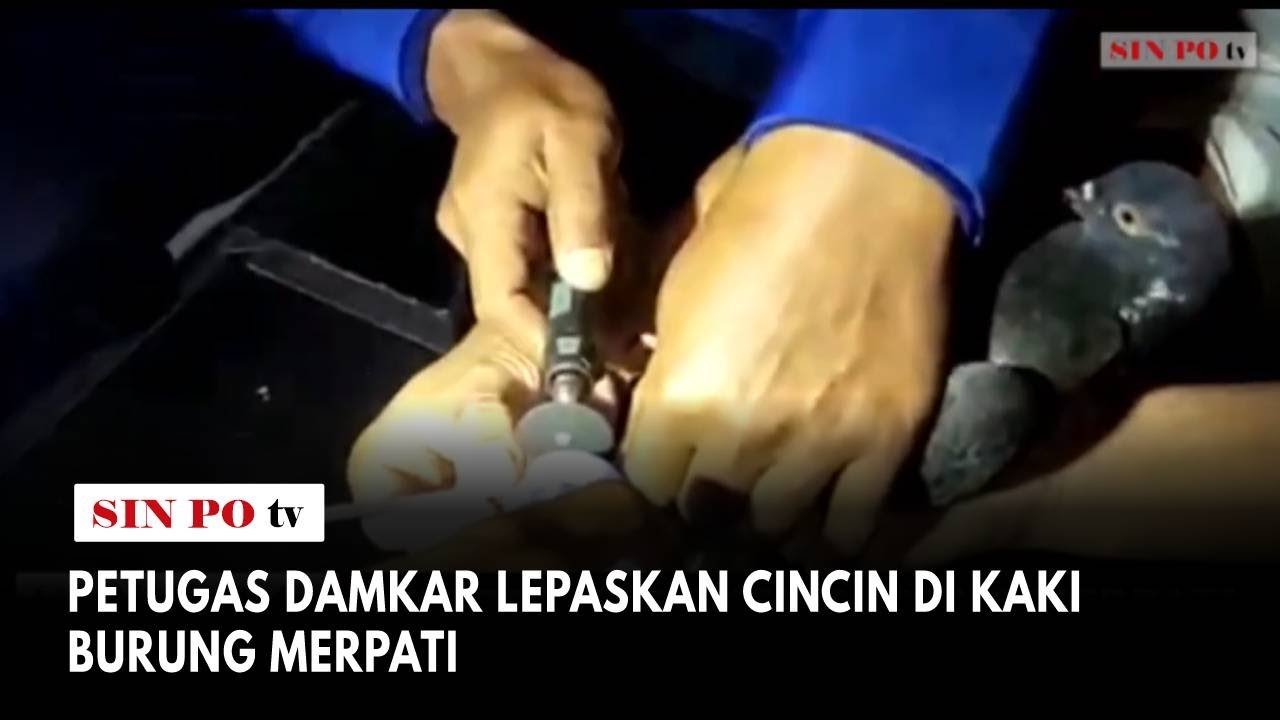 Petugas Damkar Lepaskan Cincin Di Kaki Burung Merpati