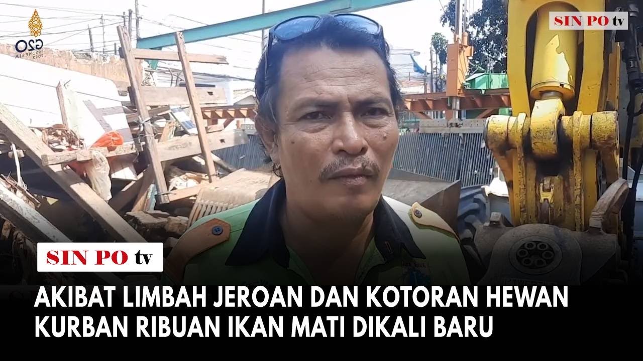 Akibat Limbah Jeroan Dan Kotoran Hewan Kurban Ribuan Ikan Mati Dikali Baru