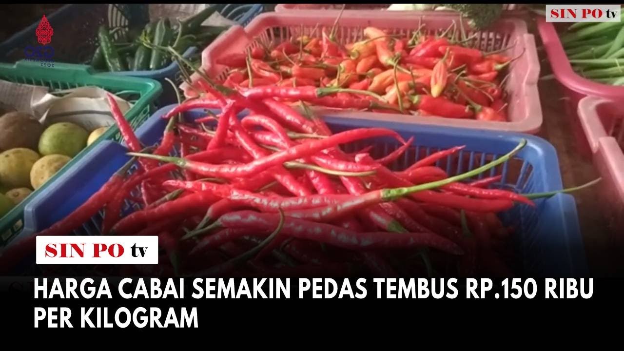 Harga Cabai Semakin Pedas Tembus Rp.150 Ribu Per Kilogram