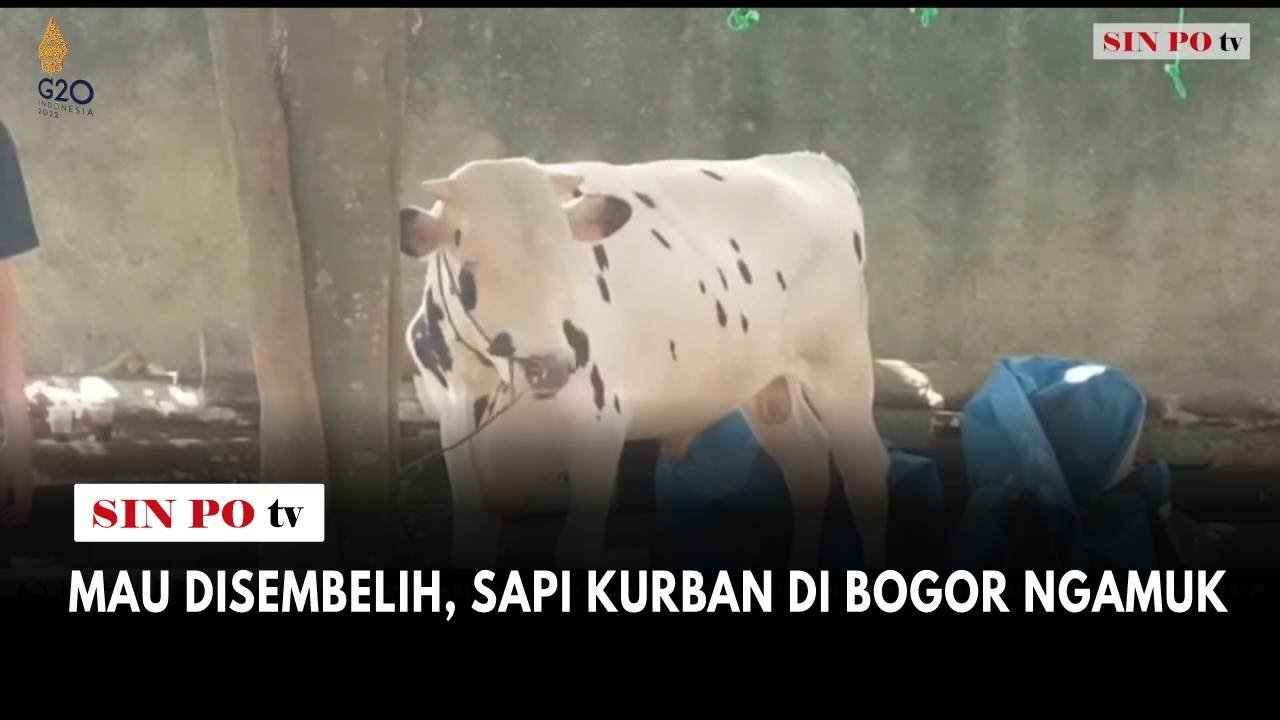 Mau Disembelih, Sapi Kurban di Bogor Ngamuk