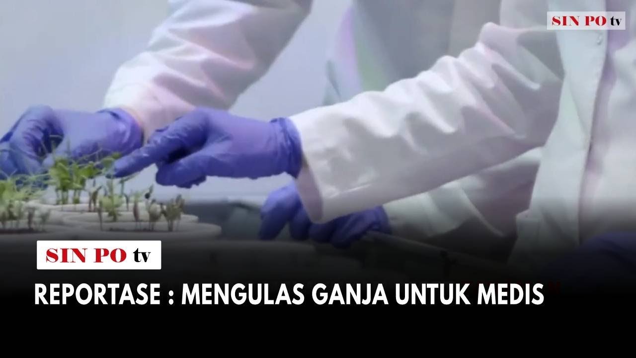 Reportase: Mengulas Ganja Untuk Medis