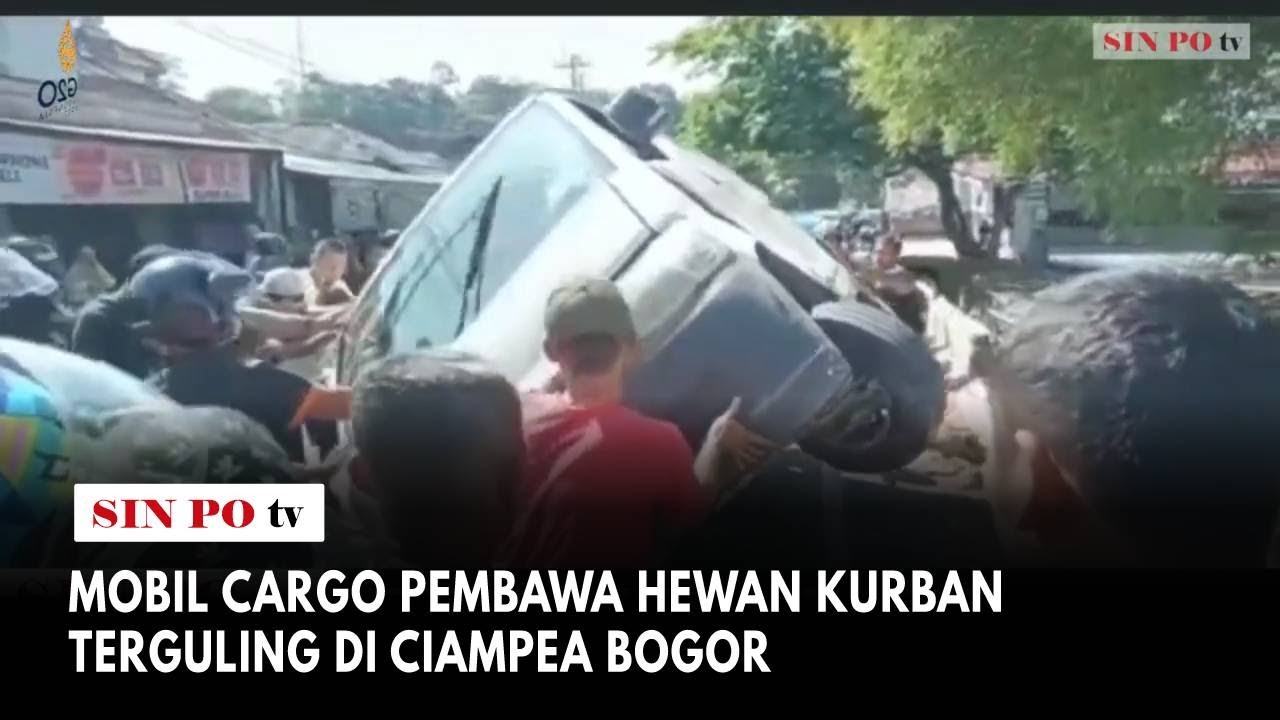 Mobil Cargo Pembawa Hewan Kurban Terguling Di Ciampea Bogor