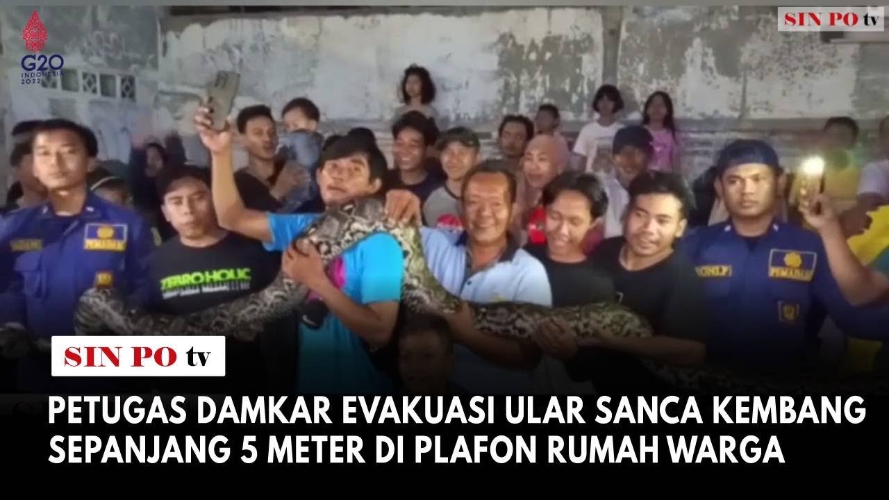 Petugas Damkar Evakuasi Ular Sanca Kembang Sepanjang 5 Meter Di Plafon Rumah Warga