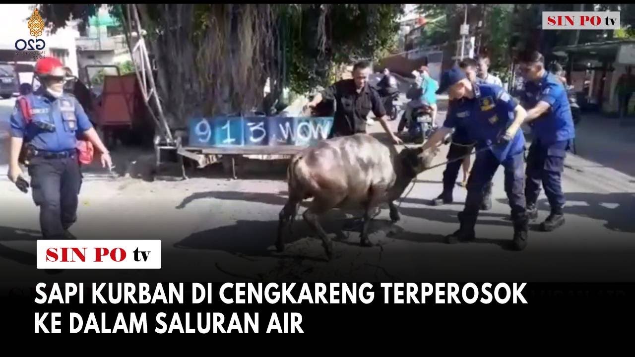 Sapi Kurban di Cengkareng Terperosok Ke Dalam Saluran Air