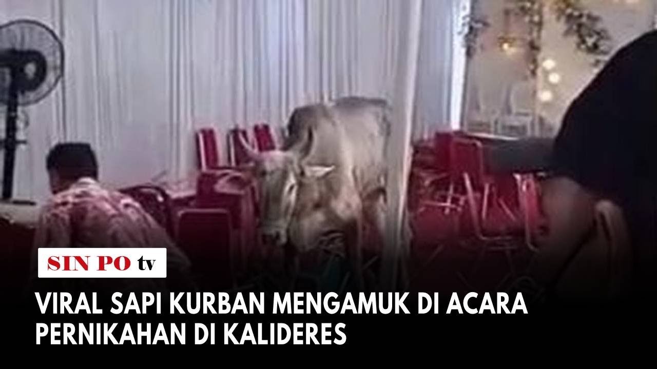 Viral Sapi Kurban Mengamuk Di Acara Pernikahan Di Kalideres