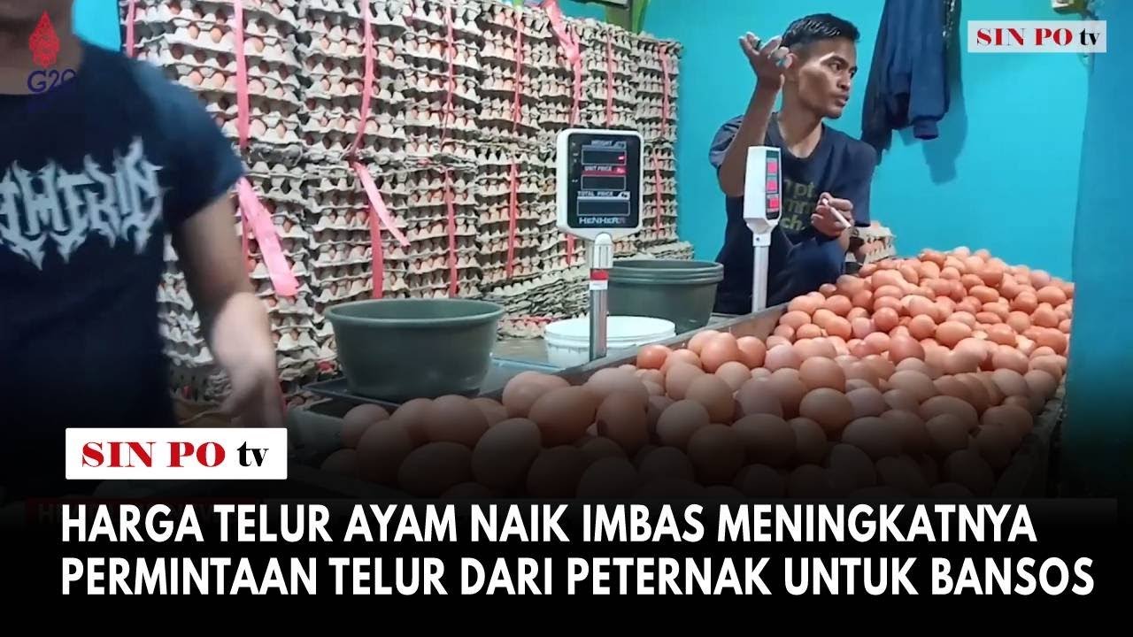 Harga Telur Ayam Naik Imbas Meningkatnya Permintaan Telur Dari Peternak Untuk Bansos