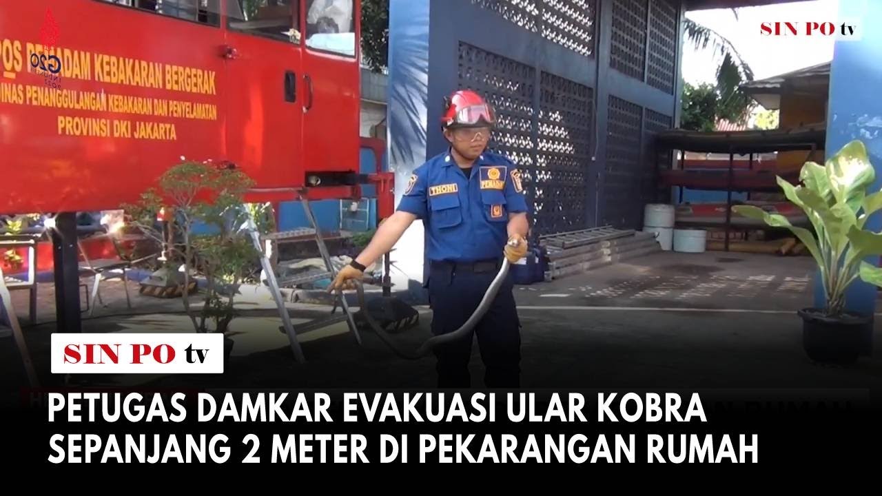 Petugas Damkar Evakuasi Ular Kobra Sepanjang 2 Meter Di Pekarangan Rumah