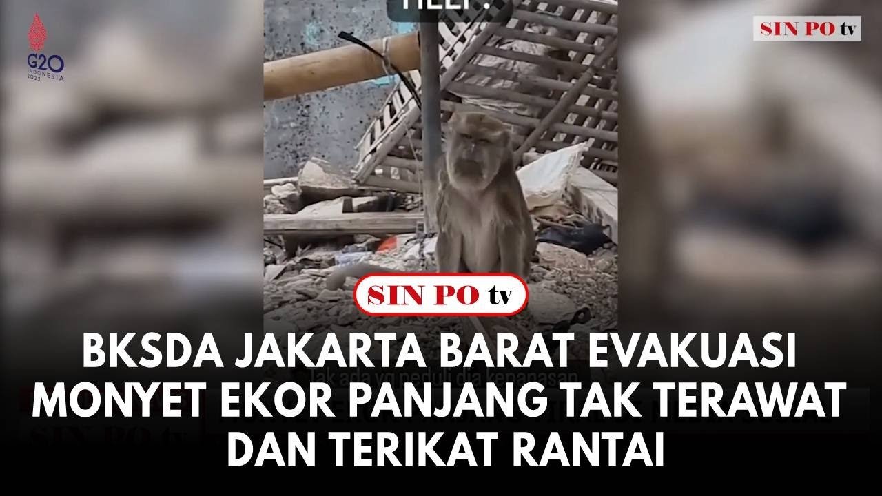 BKSDA Jakarta Barat Evakuasi Monyet Ekor Panjang Tak Terawat Dan Terikat Rantai