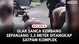 Ular Sanca Kembang Sepanjang 3,5 Meter Ditangkap Satpam Komplek