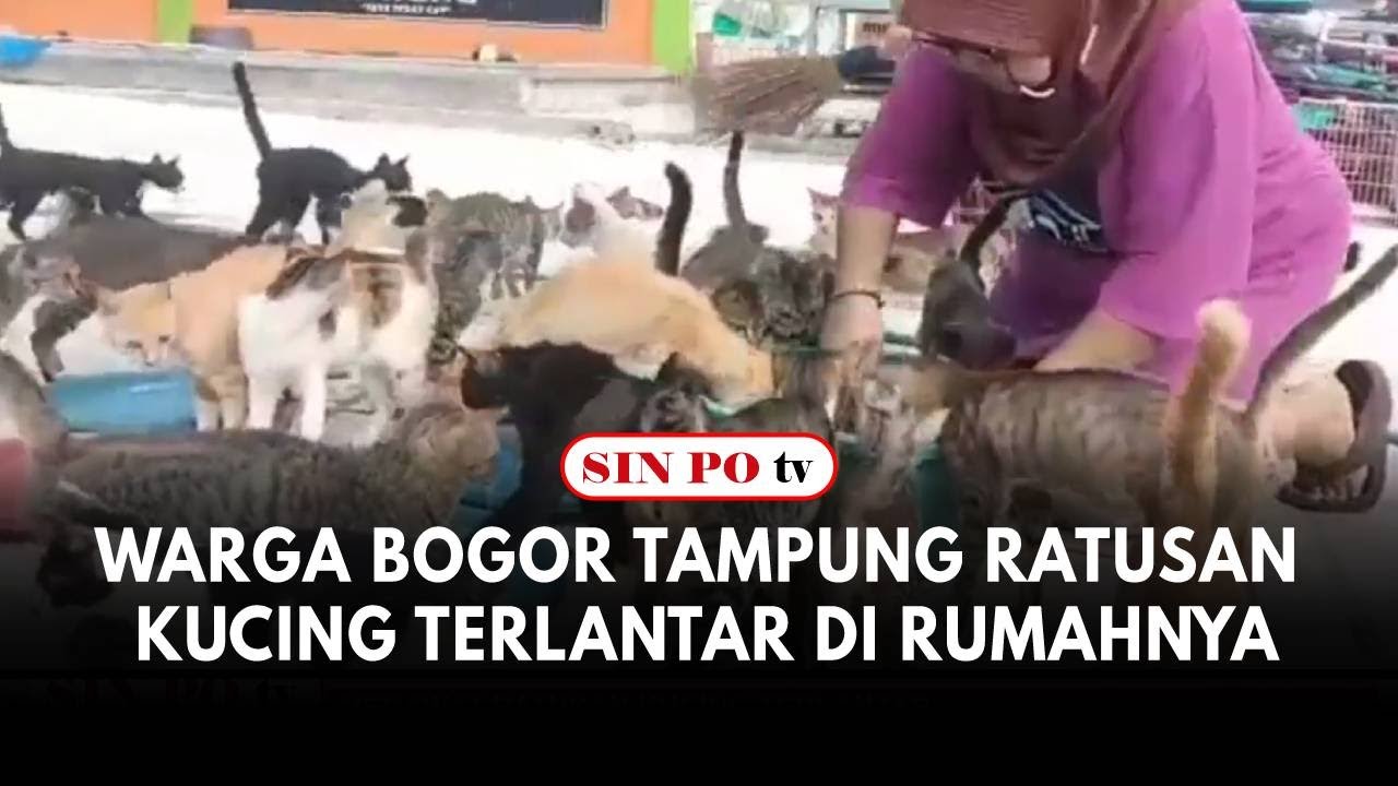 Warga Bogor Tampung Ratusan Kucing Terlantar Di Rumahnya