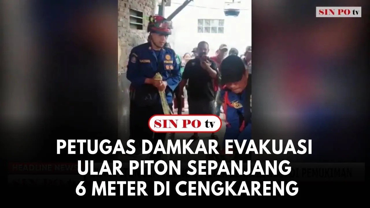 Petugas Damkar Evakuasi Ular Piton Sepanjang 6 Meter Di Cengkareng