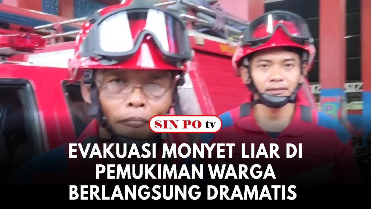 Evakuasi Monyet Liar Di Pemukiman Warga Berlangsung Dramatis