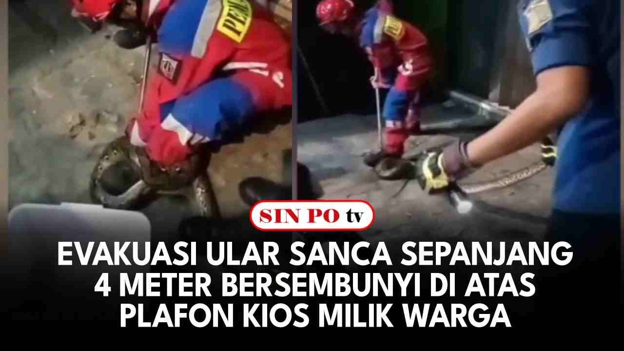 Evakuasi Ular Sanca Sepanjang 4 Meter Bersembunyi Di Atas Plafon Kios Milik Warga