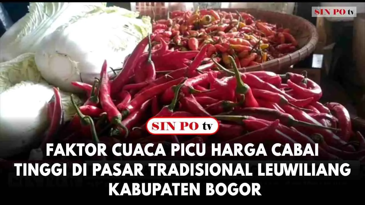 Faktor Cuaca Picu Harga Cabai Tinggi Di Pasar Tradisional Leuwiliang Kabupaten Bogor