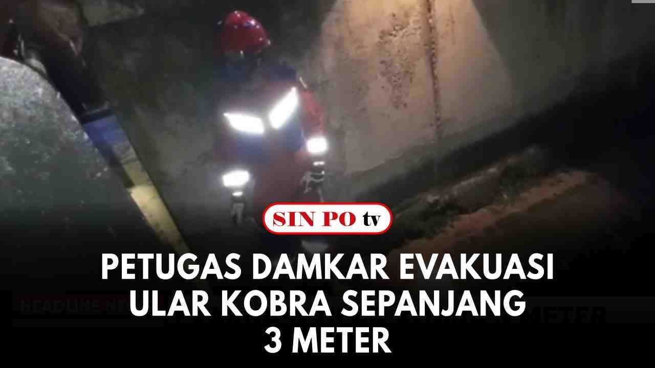 Petugas Damkar Evakuasi Ular Kobra Sepanjang 3 Meter