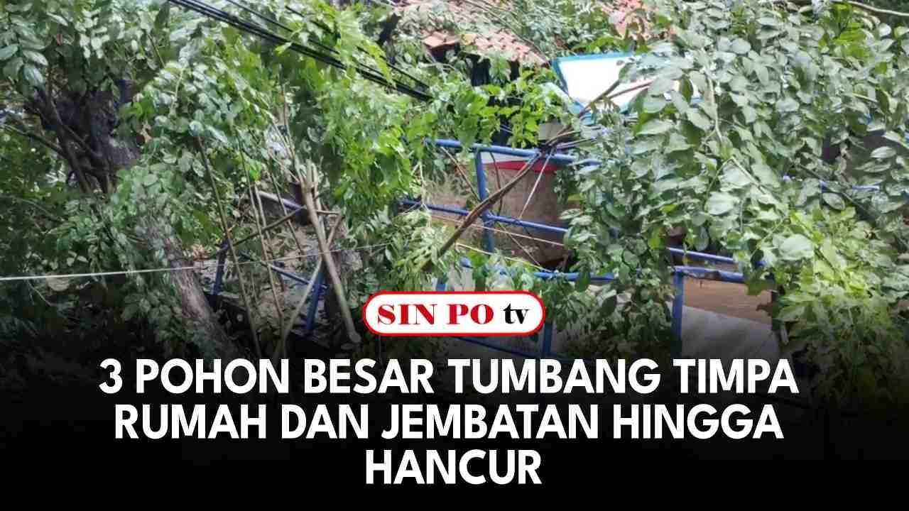 3 Pohon Besar Tumbang Timpa Rumah Dan Jembatan Hingga Hancur