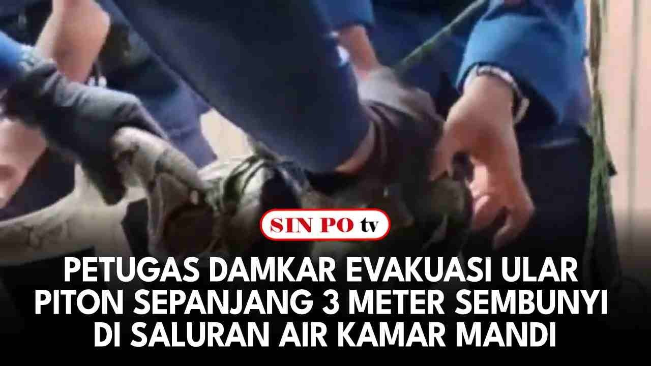 Petugas Damkar Evakuasi Ular Piton Sepanjang 3 Meter Sembunyi Di Saluran Air Kamar Mandi