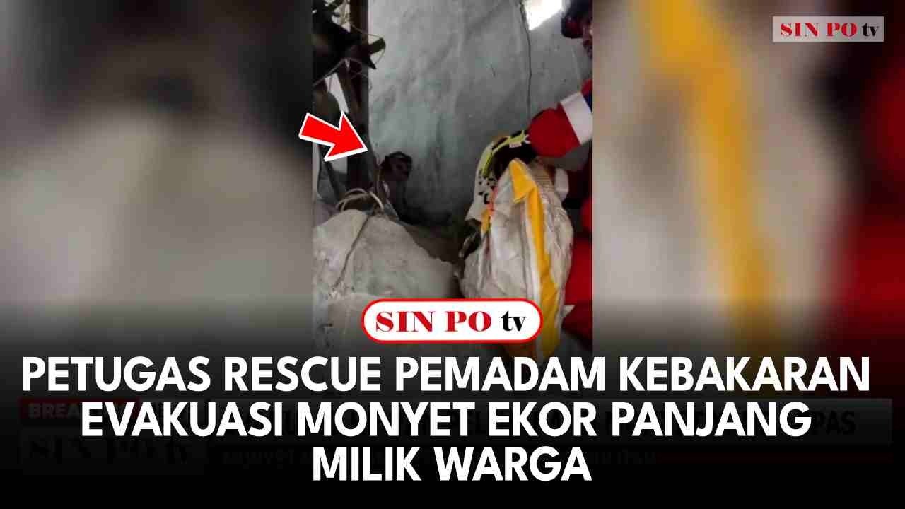 Petugas Rescue Pemadam Kebakaran Evakuasi Monyet Ekor Panjang Milik Warga