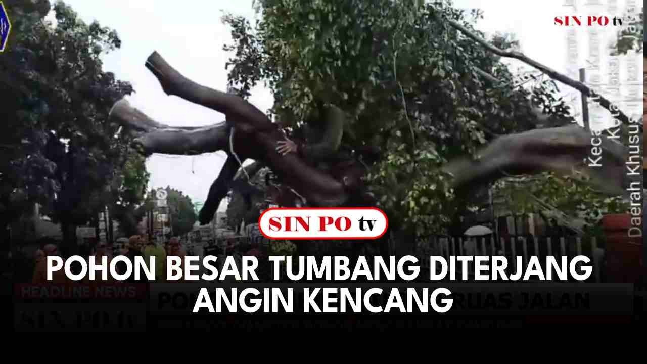 Pohon Besar Tumbang Diterjang Angin Kencang