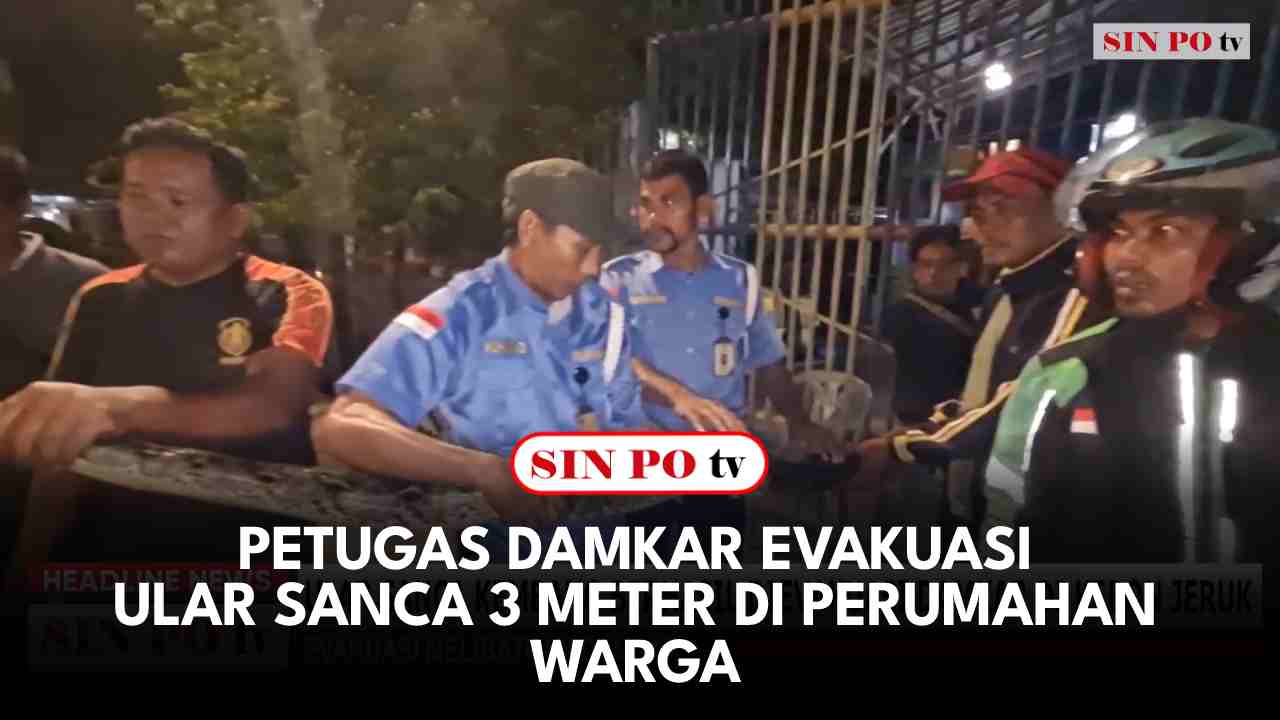 Petugas Damkar Evakuasi Ular Sanca 3 Meter Di Perumahan Warga