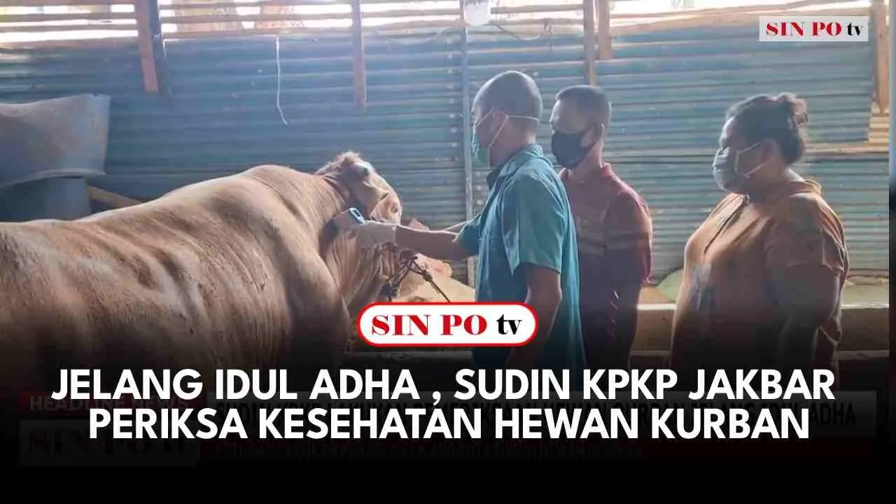 Jelang Idul Adha , Sudin KPKP Jakbar Periksa Kesehatan Hewan Kurban