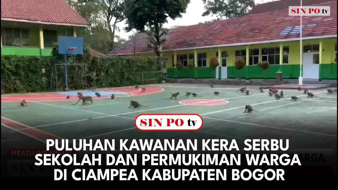 Puluhan Kawanan Kera Serbu Sekolah Dan Permukiman Warga Di Ciampea Kabupaten Bogor