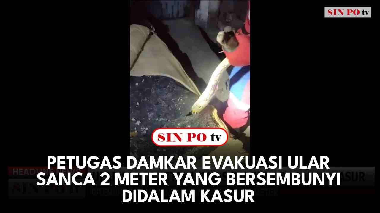 Petugas Damkar Evakuasi Ular Sanca 2 Meter Yang Bersembunyi Didalam Kasur