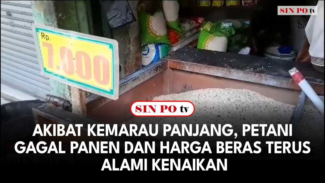 Akibat Kemarau Panjang, Petani Gagal Panen dan Harga Beras Terus Alami Kenaikan