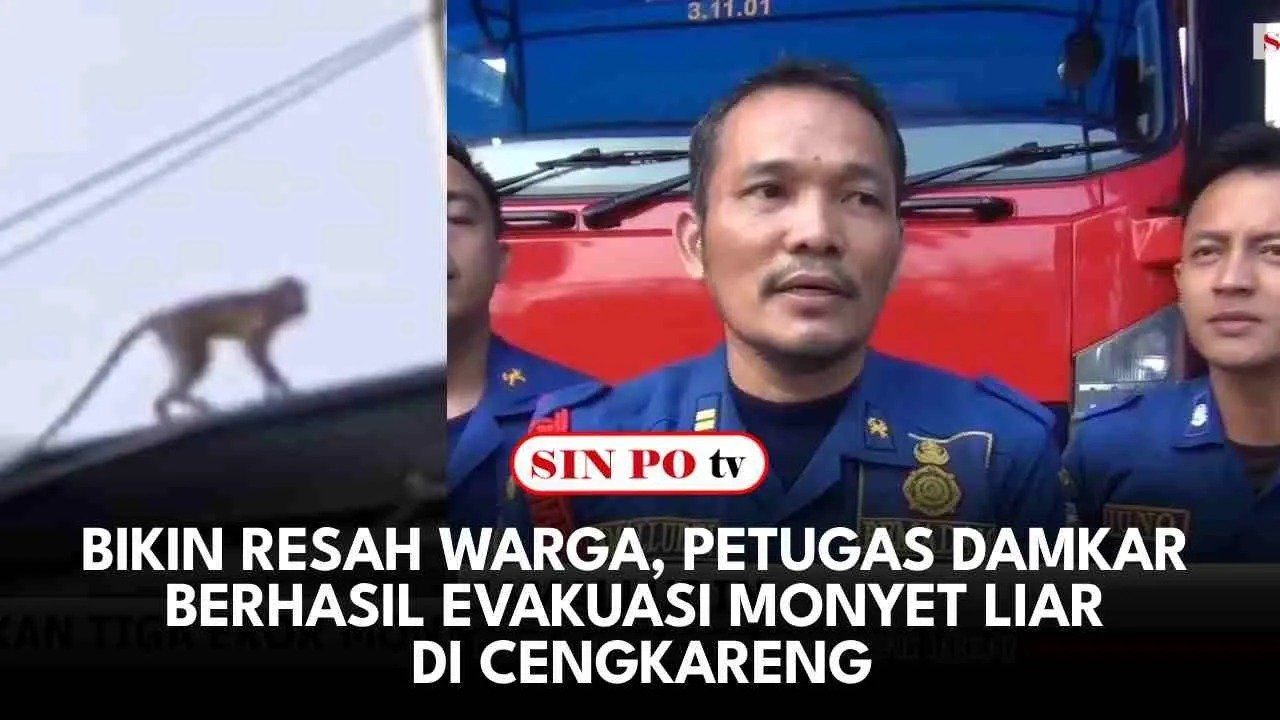 Bikin Resah Warga, Petugas Damkar Berhasil Evakuasi Monyet Liar di Cengkareng