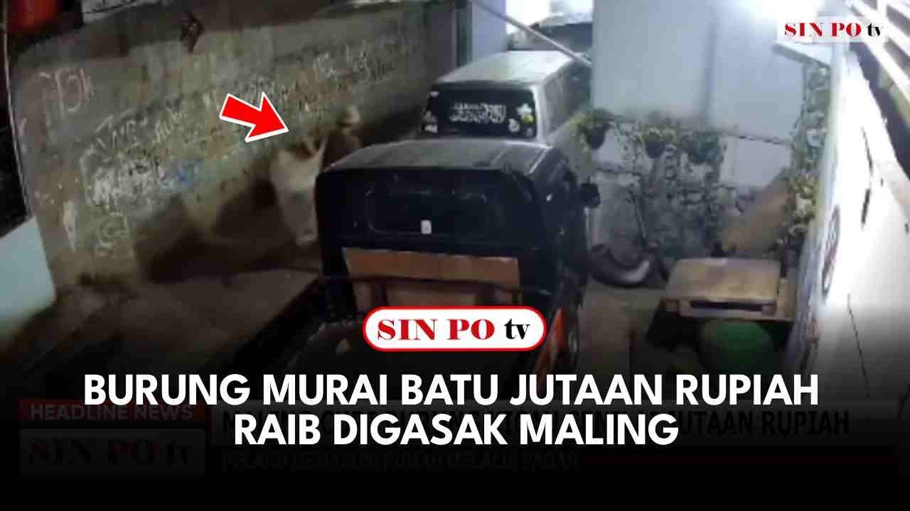 Burung Murai Batu Jutaan Rupiah Raib Digasak Maling