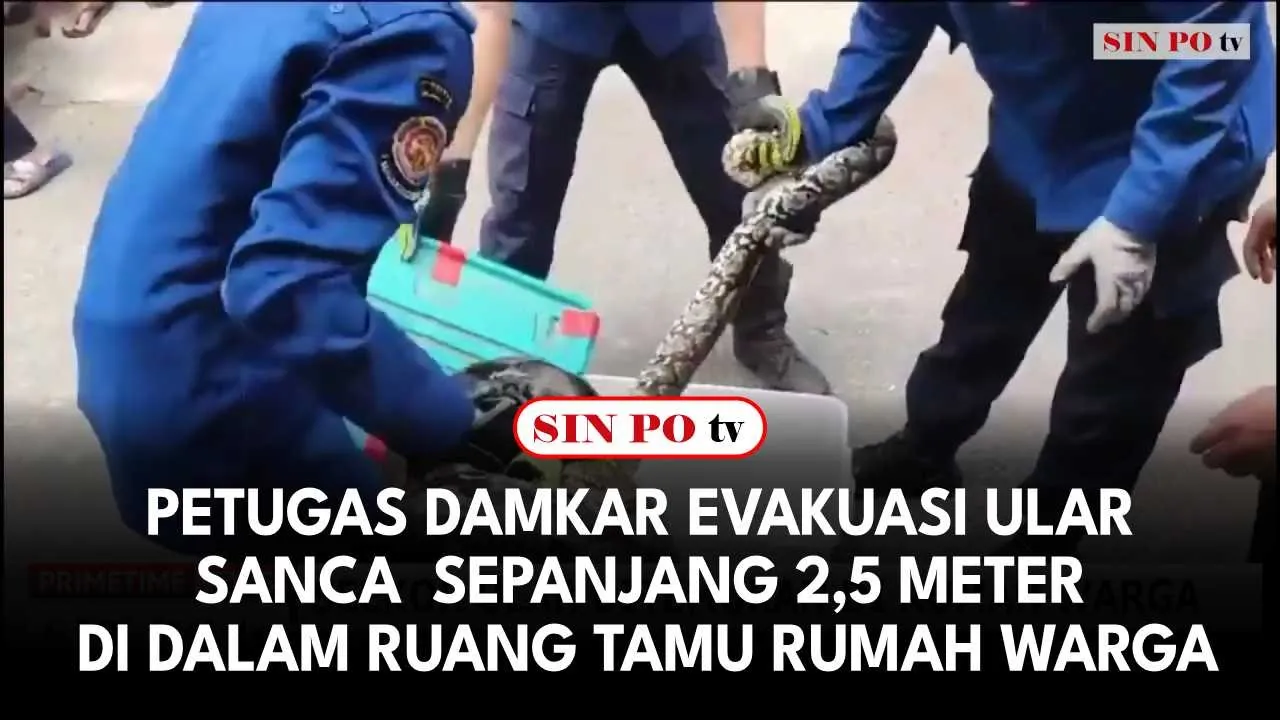 Petugas Damkar Evakuasi Ular Sanca Sepanjang 2,5 Meter di Dalam Ruang Tamu Rumah Warga