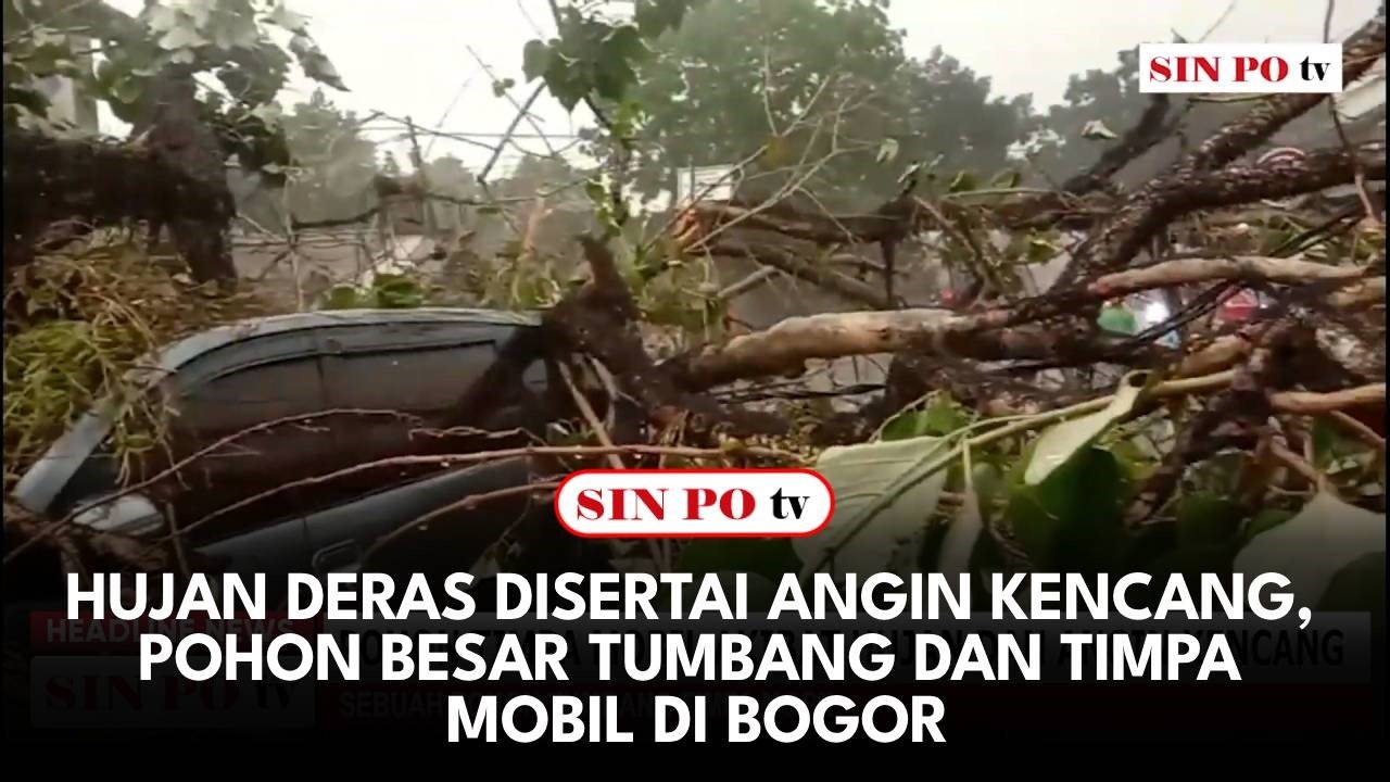 Hujan Deras Disertai Angin Kencang, Pohon Besar Tumbang dan Timpa Mobil di Bogor