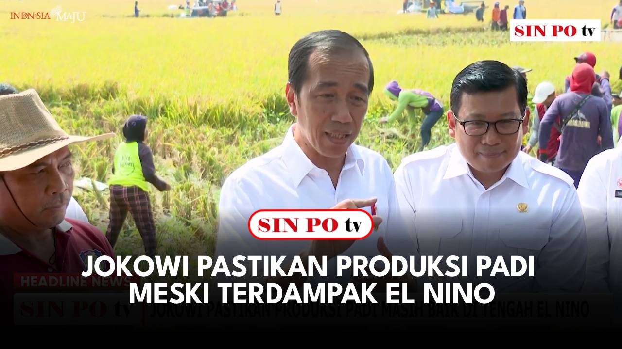 Jokowi Pastikan Produksi Padi Meski Terdampak El Nino