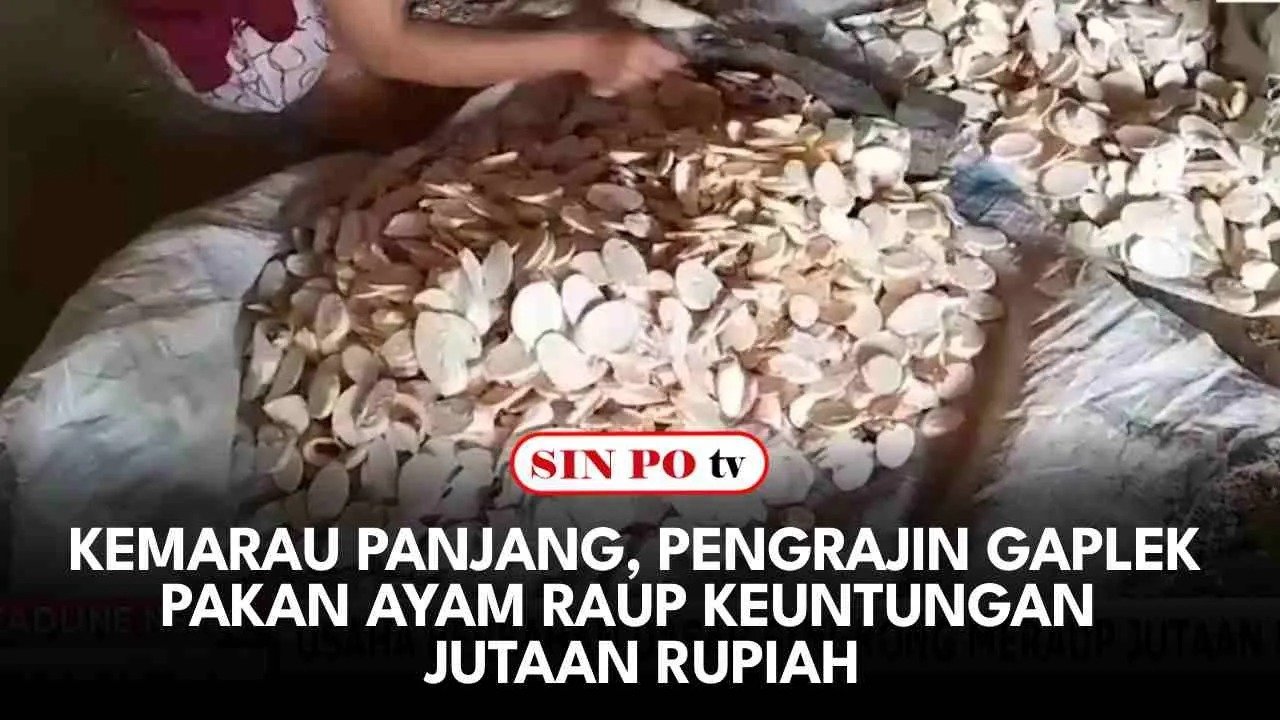 Kemarau Panjang, Pengrajin Gaplek Pakan Ayam Raup Keuntungan Jutaan Rupiah