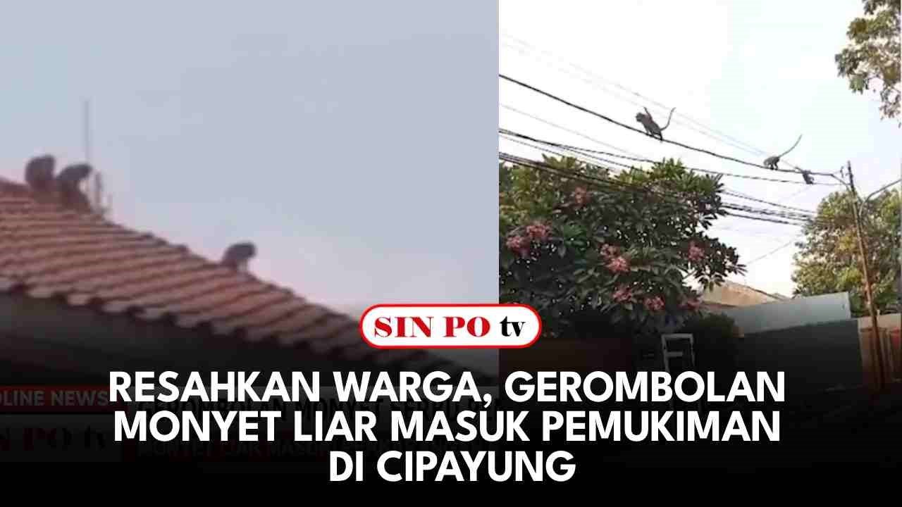 Resahkan Warga, Gerombolan Monyet Liar Masuk Pemukiman Di Cipayung