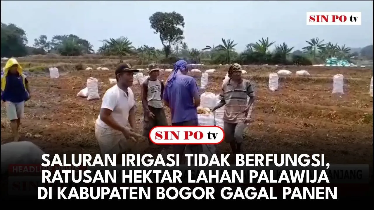 Saluran Irigasi Tidak Berfungsi, Ratusan Hektar Lahan Palawija Di Kabupaten Bogor Gagal Panen