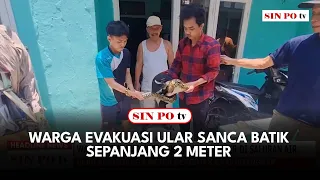 Warga Evakuasi Ular Sanca Batik Sepanjang 2 Meter