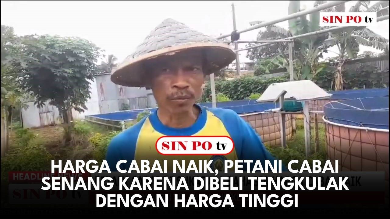 Harga Cabai Naik, Petani Cabai Senang Karena Dibeli Tengkulak Dengan Harga Tinggi