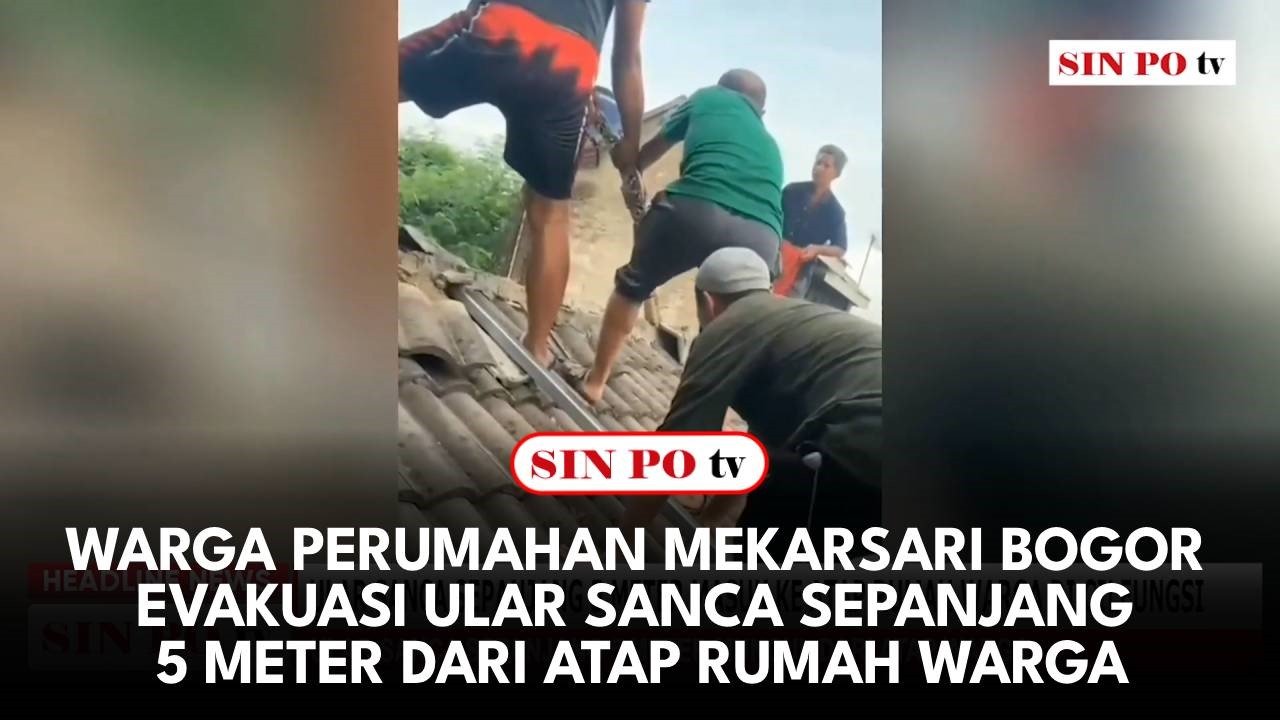 Warga Perumahan Mekarsari Bogor Evakuasi Ular Sanca Sepanjang 5 Meter dari Atap Rumah Warga