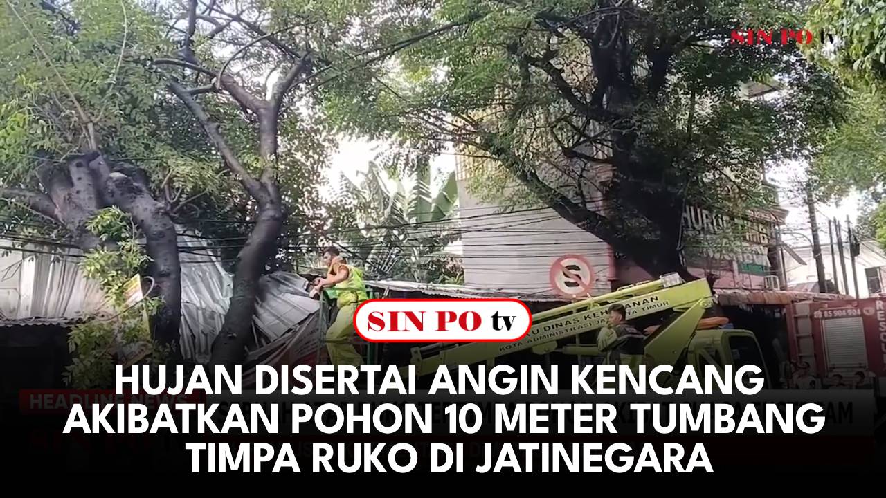 Hujan Disertai Angin Kencang Akibatkan Pohon 10 Meter Tumbang Timpa Ruko Di Jatinegara