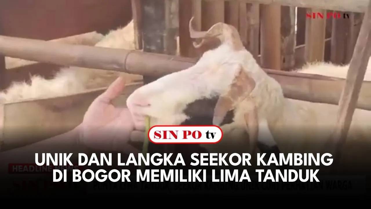 Langka Seekor Kambing Memiliki 5 Tanduk