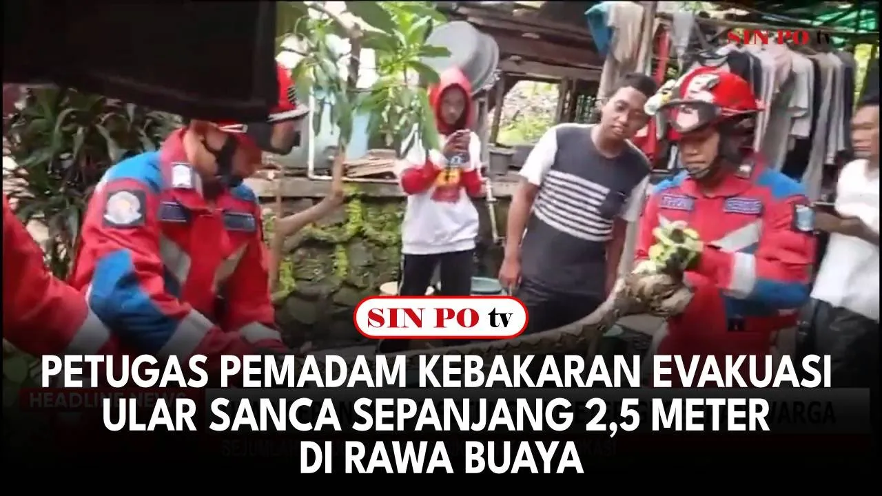 Petugas Pemadam Kebakaran Evakuasi Ular Sanca Sepanjang 2,5 Meter di Rawa Buaya