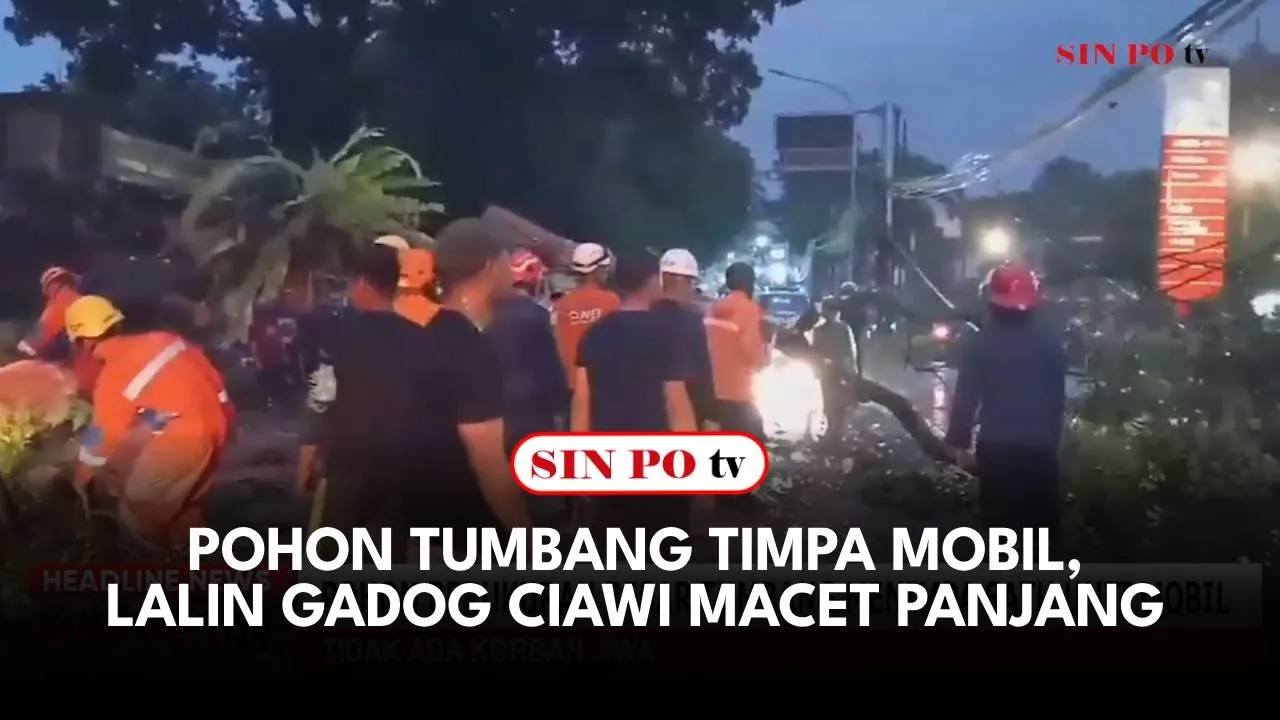 Pohon Tumbang Timpa Mobil, Lalin Gadog Ciawi Macet Panjang