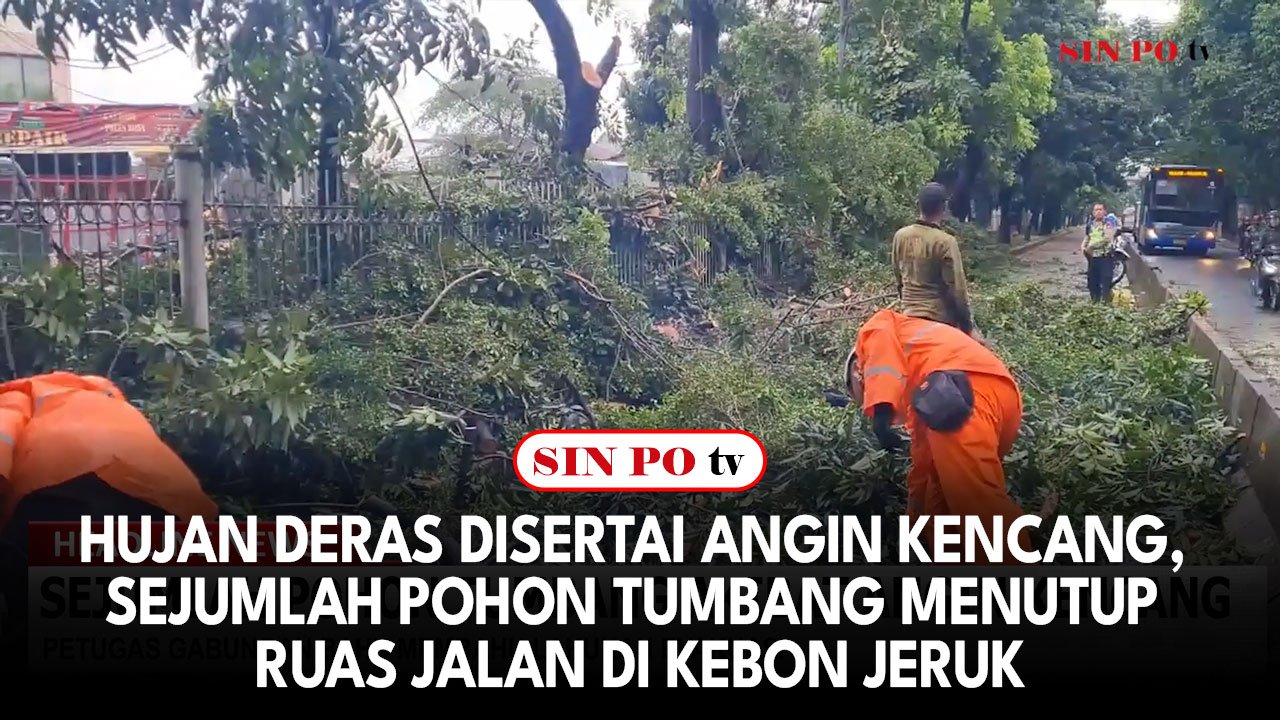 Hujan Deras Disertai Angin Kencang, Sejumlah Pohon Tumbang Menutup Ruas Jalan Di kebon Jeruk