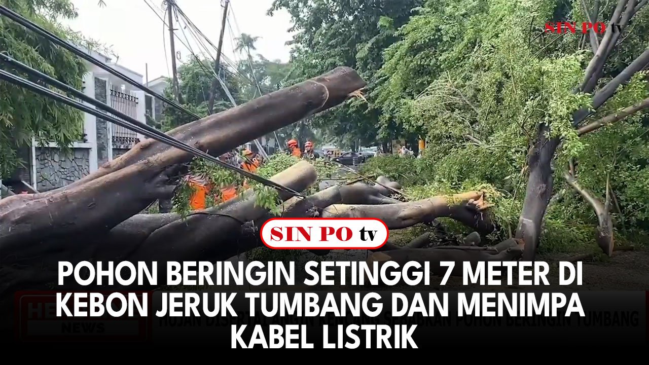 Pohon Beringin Setinggi 7 Meter Di Kebon Jeruk Tumbang Dan Menimpa Kabel Listrik