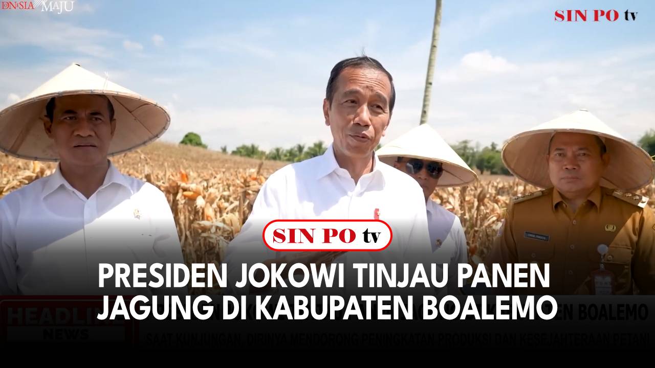 Presiden Jokowi Tinjau Panen Jagung Di Kabupaten Boalemo